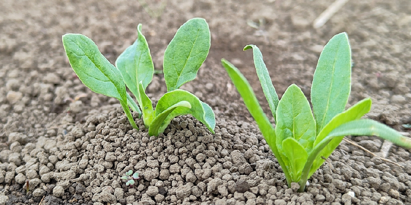 植栽や芝生に優しい施工の工夫
