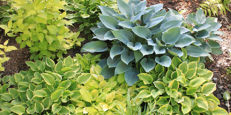 ギボウシ（ホスタ）