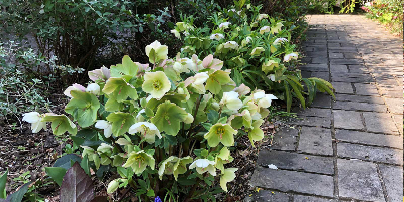 クリスマスローズ（ヘレボルス）