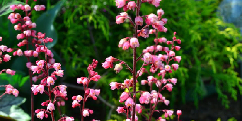 ヒューケラ（ツボサンゴ）