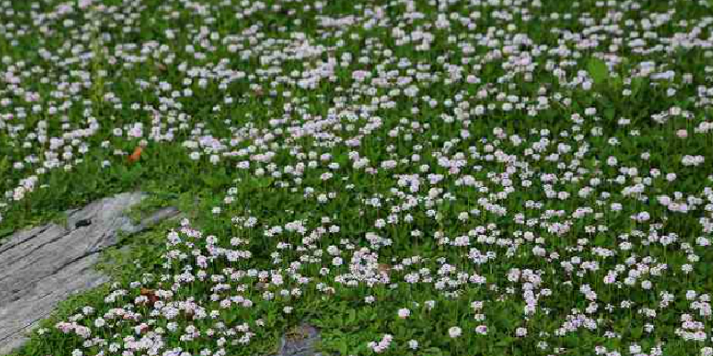 日陰に強い植物の選び方と組み合わせ