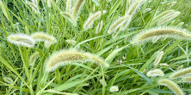 雑草の繁殖を抑える庭づくりの基本