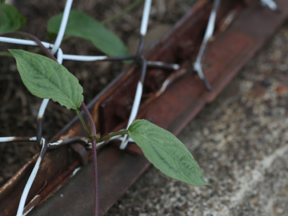 劣化したフェンスと補修の様子