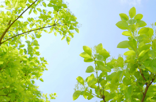 高木・大型樹木の植栽
