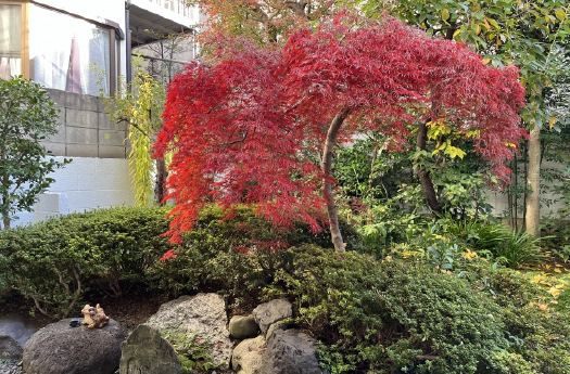 中木・シンボルツリー植栽