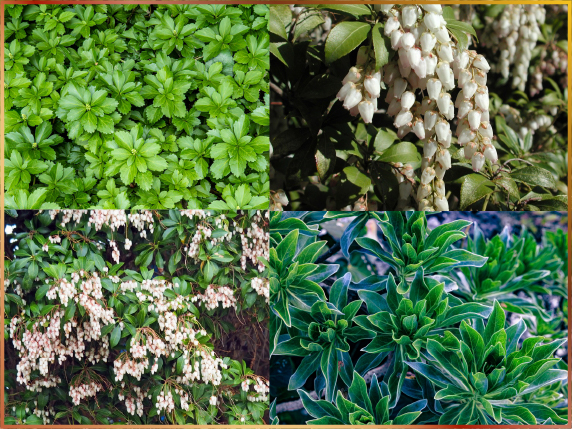 庭木・植栽の選び方