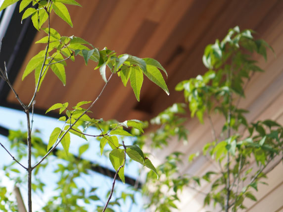 樹種選定と成長後の管理しやすさ