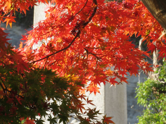 四季を楽しめる植栽配置の工夫