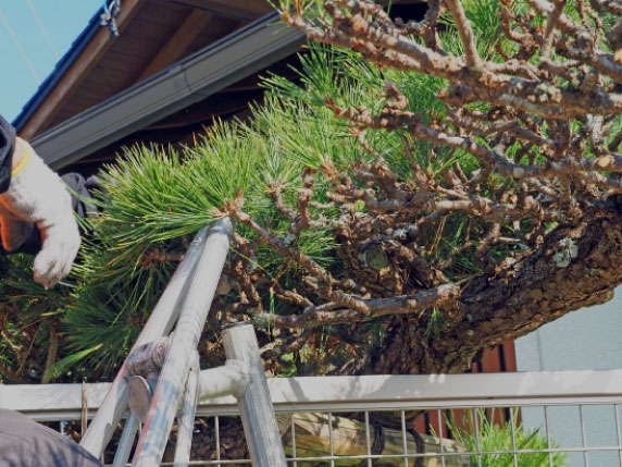 剪定・消毒・施肥などの年間メンテナンス