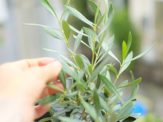 用途・ご希望に応じた樹木選定と配置