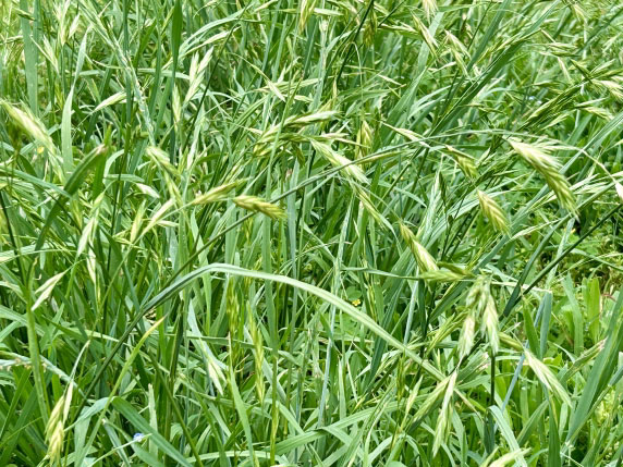 雑草対策としての基本的な役割