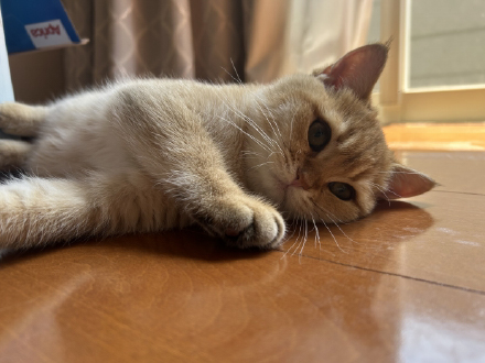 ペット対応やキズ防止など特殊用途の床材