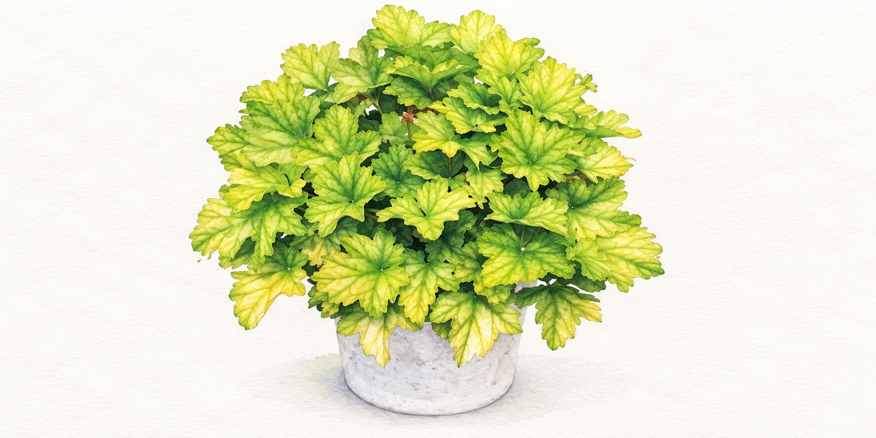 明るい黄緑色の葉を楽しむヒューケラドルチェの鉢植え
